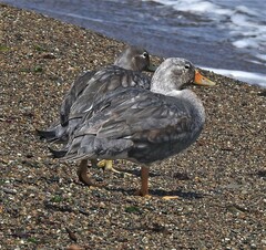 Tachyeres patachonicus