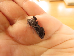 Ctenoplusia oxygramma