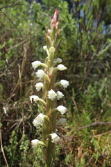 Satyrium acuminatum