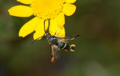 Pyropteron chrysidiforme