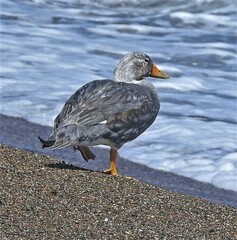 Tachyeres patachonicus