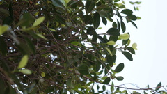 Ficus microcarpa