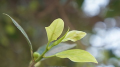 Ficus microcarpa