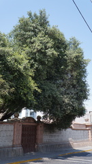 Ficus microcarpa