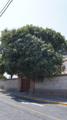 Ficus microcarpa