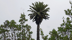Espeletia