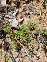 Portulaca hereroensis