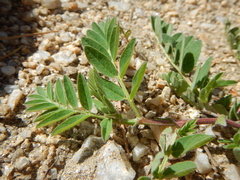 Astragalus cicer