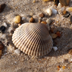 Lunarca ovalis