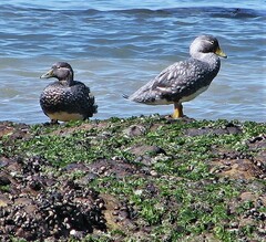 Tachyeres patachonicus