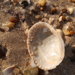 Lunarca ovalis