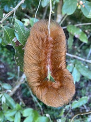 Megalopyge albicollis