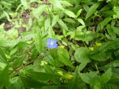 Veronica umbrosa