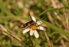 Pyropteron chrysidiforme