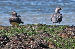 Tachyeres patachonicus