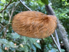 Megalopyge albicollis