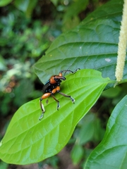 Lasiocnemoides ruficollis