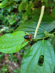 Lasiocnemoides ruficollis