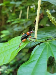 Lasiocnemoides ruficollis