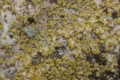 Flavoplaca citrina