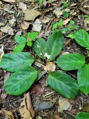 Maranta cristata