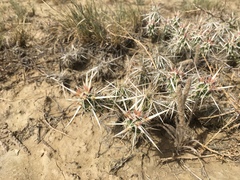 Grusonia clavata