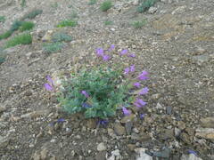 Penstemon montanus