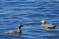 Tachyeres patachonicus