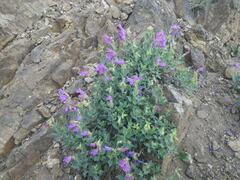 Penstemon montanus