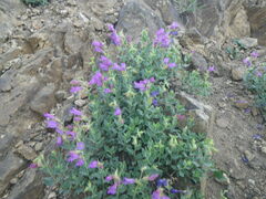 Penstemon montanus