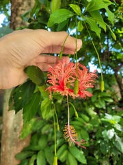 Hibiscus schizopetalus