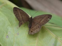 Cissia proba