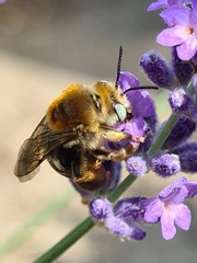 Apinae