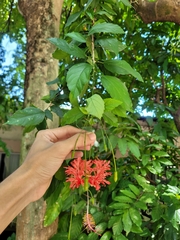 Hibiscus schizopetalus