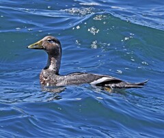 Tachyeres patachonicus