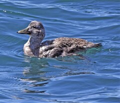 Tachyeres patachonicus