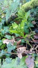 Mercurialis perennis