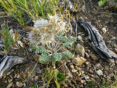 Chaenactis douglasii alpina
