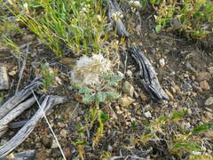 Chaenactis douglasii alpina