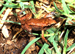 Arthroleptis xenodactyloides
