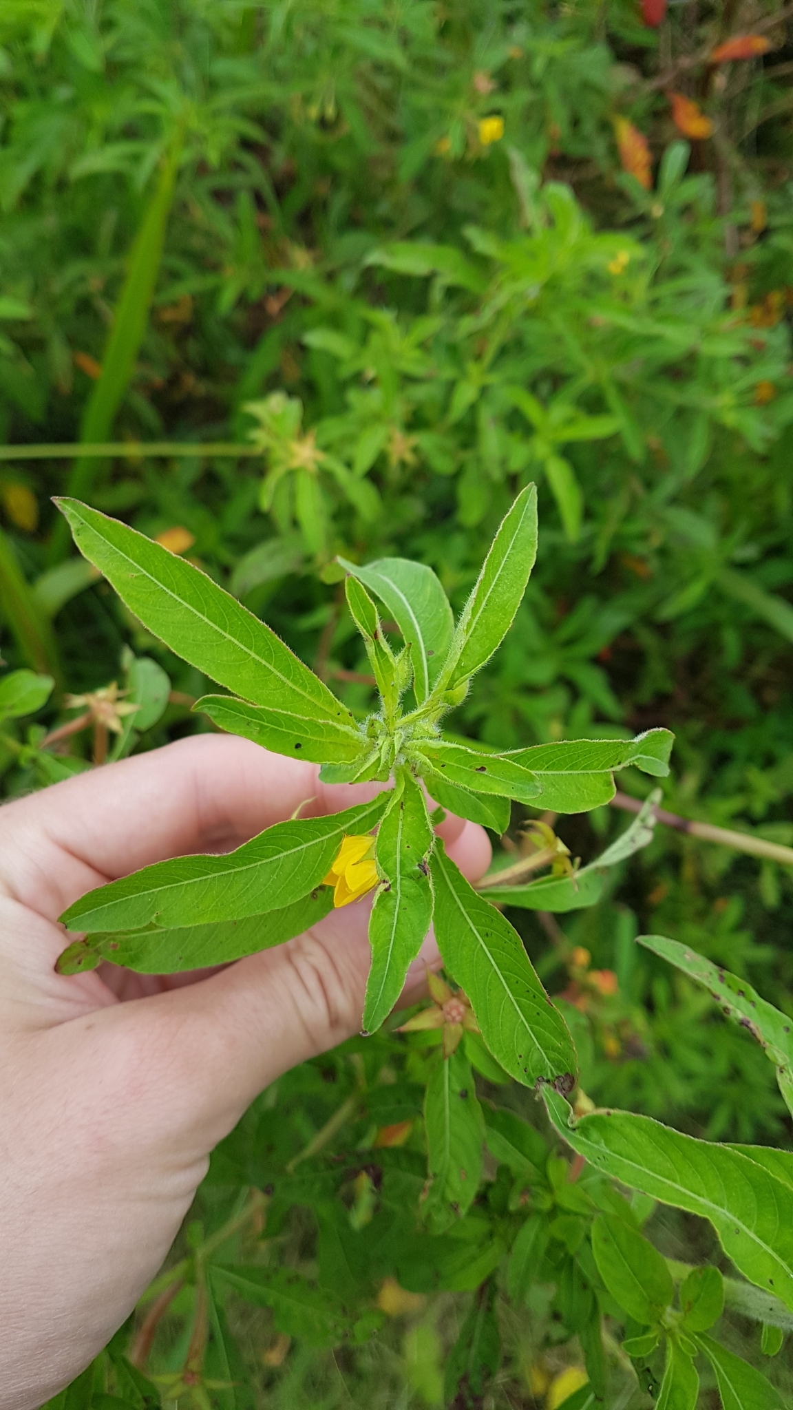 Ludwigia leptocarpa (Nutt.) Hara