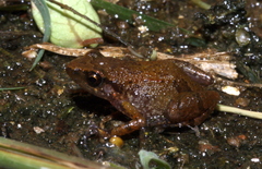 Arthroleptis xenodactyloides