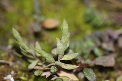 Lysimachia linum-stellatum