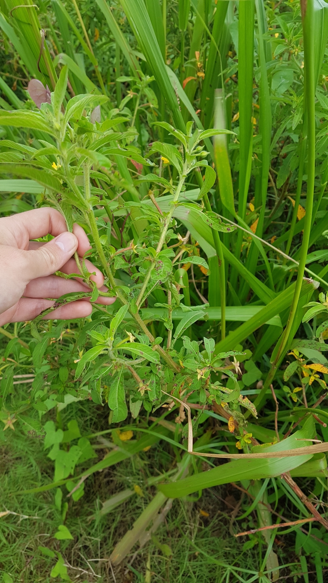 Ludwigia leptocarpa (Nutt.) Hara