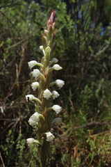 Satyrium acuminatum