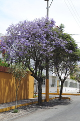 Jacaranda mimosifolia