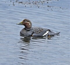 Tachyeres patachonicus