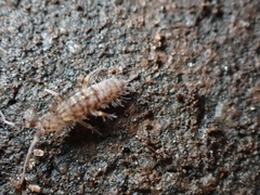 Orchesella villosa