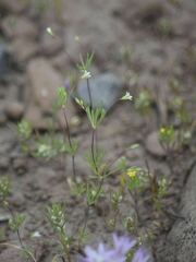 Linanthus harknessii