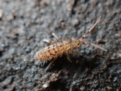 Orchesella villosa